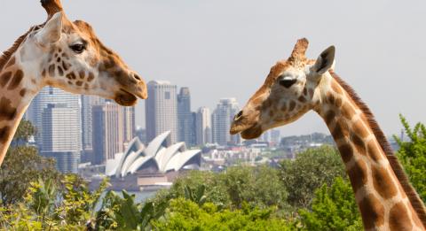 塔龍加動物園（Taronga Zoo）